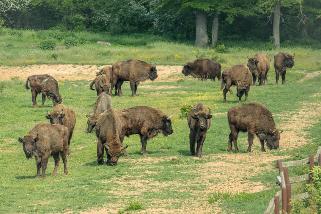 Zimbrii de la Bucșani, surprinși la ora mesei, un spectacol natural în inima Dâmboviței