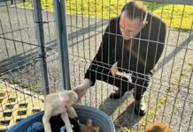 Primăria Târgoviște a organizat primul târg de adopții de câini din municipiu