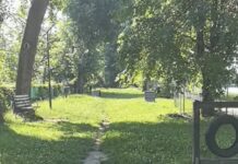Campanie gratuită de sterilizare pentru câini și pisici